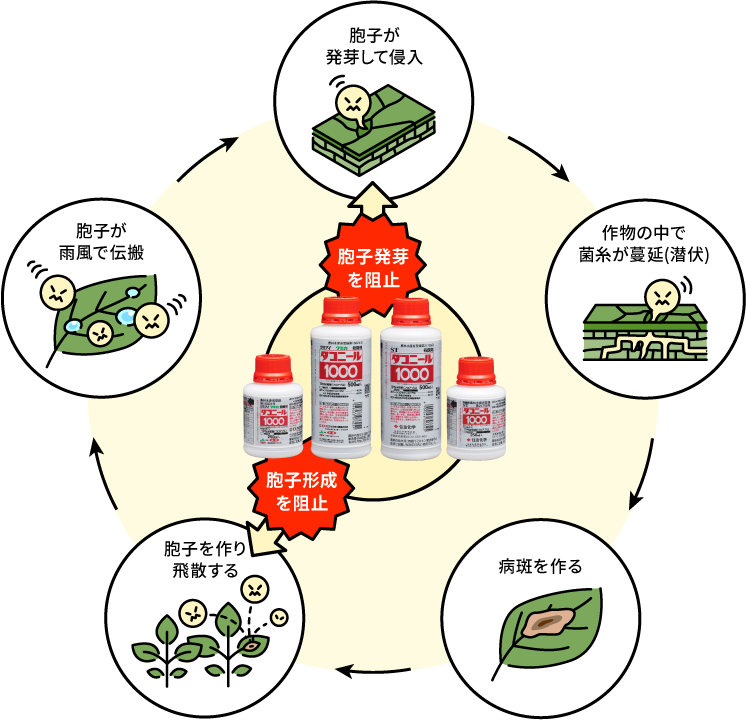 胞子が発芽して侵入:ダコニール100が胞子発芽を阻止→作物の中で菌糸が蔓延(潜伏)→病斑を作る→胞子を作り飛散する:ダコニール1000が胞子形成を阻止→胞子が
雨風で伝搬→胞子が発芽して侵入の段階へ戻る
