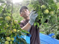 ウメひとすじ100年！　和歌山県みなべ町の「月向農園」こだわりのウメの味
