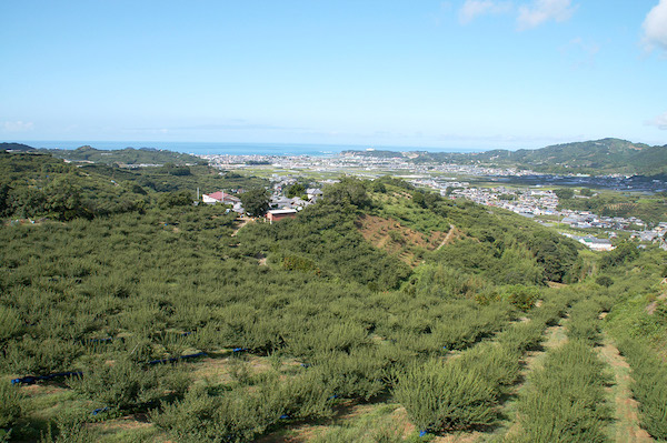 月向農園