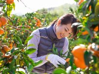 兼業農家の補助金制度と確定申告