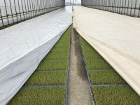 「苗焼け」にもう悩まない！　農協も驚いた画期的な水稲育苗用シートが誕生