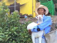 ミニヤギ除草でレモン生産や竹林整備も！　早期退職、ヤギで故郷を再生