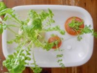ヘタや根が復活?!  再生野菜‟リボベジ”の成功と失敗【枯れ専かーちゃんのベランダ菜園】