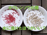 「ホウレンソウの種は浸水してまく」が正解？【枯れ専かーちゃんのベランダ菜園】