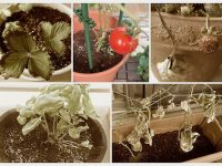 野菜が枯れる原因。わたしが枯らしてしまう理由【枯れ専かーちゃんのベランダ菜園】