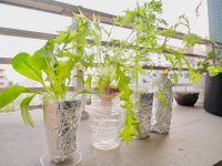 初心者でも失敗しない！　「水耕栽培」キットと自作【脱枯れ専のベランダ畑】