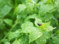 夏野菜の出来は梅雨時期で決まる！【畑は小さな大自然vol.43】