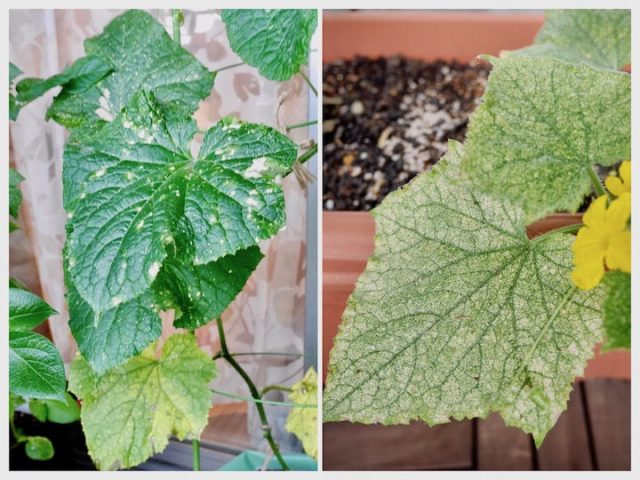 ベランダ環境に合わせて野菜を選ぶ！　ミョウガの植え付け【脱枯れ専のベランダ畑】