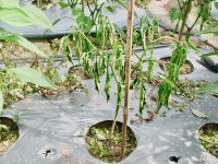 野菜の病気図鑑〜青枯病編〜【畑は小さな大自然vol.51】