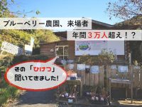 年間3万人以上が訪れる家族経営のブルーベリー農園、そのヒケツは!?