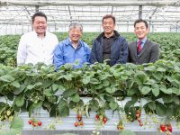 土壌管理と施肥管理のノウハウを併せ持つ“肥料メーカー”が提案する『ジャット式イチゴ高設栽培システム』
