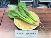 収穫作業スピード、1割以上改善も　作業性に優れたコマツナ新品種を発売