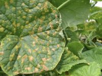 べと病の特徴と対策を農家が解説。野菜の葉に黄色い斑点が出たら要注意【畑は小さな大自然vol.84】