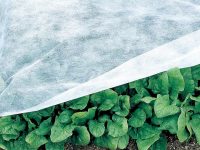 【プロに聞く】ホウレンソウの栽培方法とおすすめ品種　発芽をそろえるポイントは？