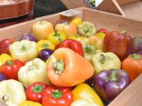 生産者が誇りを持って売る―。『郡山ブランド野菜』発案者に聞く、農業の“これから”