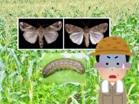 令和の害虫「ツマジロクサヨトウ」って本当に怖い？　特徴や防除方法とは？