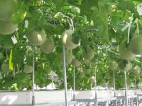 予約数か月待ちのメロンを生む水耕栽培とは？　製造業の技術から驚きのアイデア