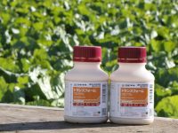 白菜の結球初期の防除に！ アブラムシをしっかり落とす殺虫剤が新登場