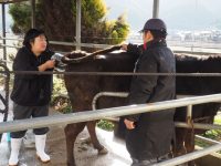 人工授精師に聞いた！　牛飼いを支える仕事と現場のリアル