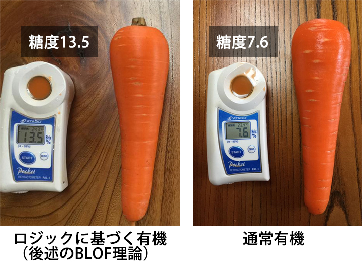 同一品種、同一圃場、同一時期に栽培されたニンジンの比較