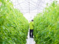 【福島県福島市】生活圏内で農業を！子育て世代にもやさしい「都市近郊農業」に見る、新しい営農のカタチ