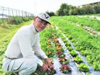発酵の力で病害虫を寄せ付けない！　農薬も肥料も使わない、自然栽培とは？