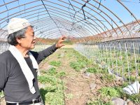 無潅水（かんすい）栽培の基礎技術、多本仕立てと溝施肥を徹底解説