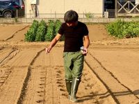 経費が削れないなら徹底的に省力化！　型破りな種まき法で品質の良い野菜を作れ