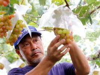 べと病・晩腐病を絶対に出さない！果物大国・山梨県のぶどう農家が採用する最新の防除剤『ゾーベック™エニベル™顆粒水和剤』