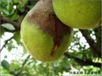 中国の火傷病発生により花粉輸入停止！　求められる国産花粉の自給体制