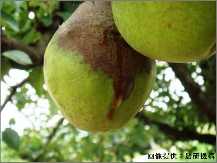 中国の火傷病発生により花粉輸入停止！　求められる国産花粉の自給体制