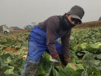 SNSで有名な農家は、リアルでも地域を代表する農業経営者だった！【農垢の素顔＃10 SITO.(シト)】