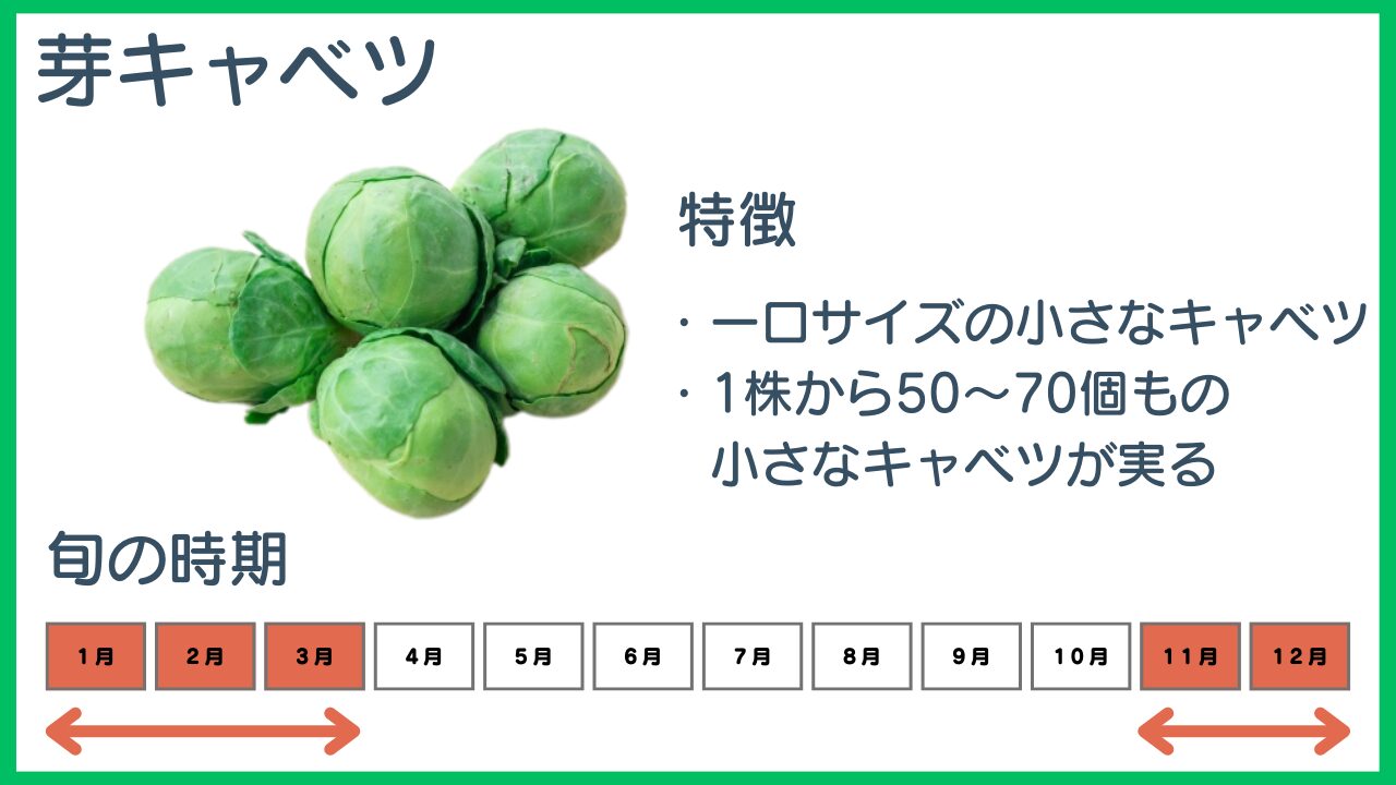 芽キャベツの特徴と旬の時期