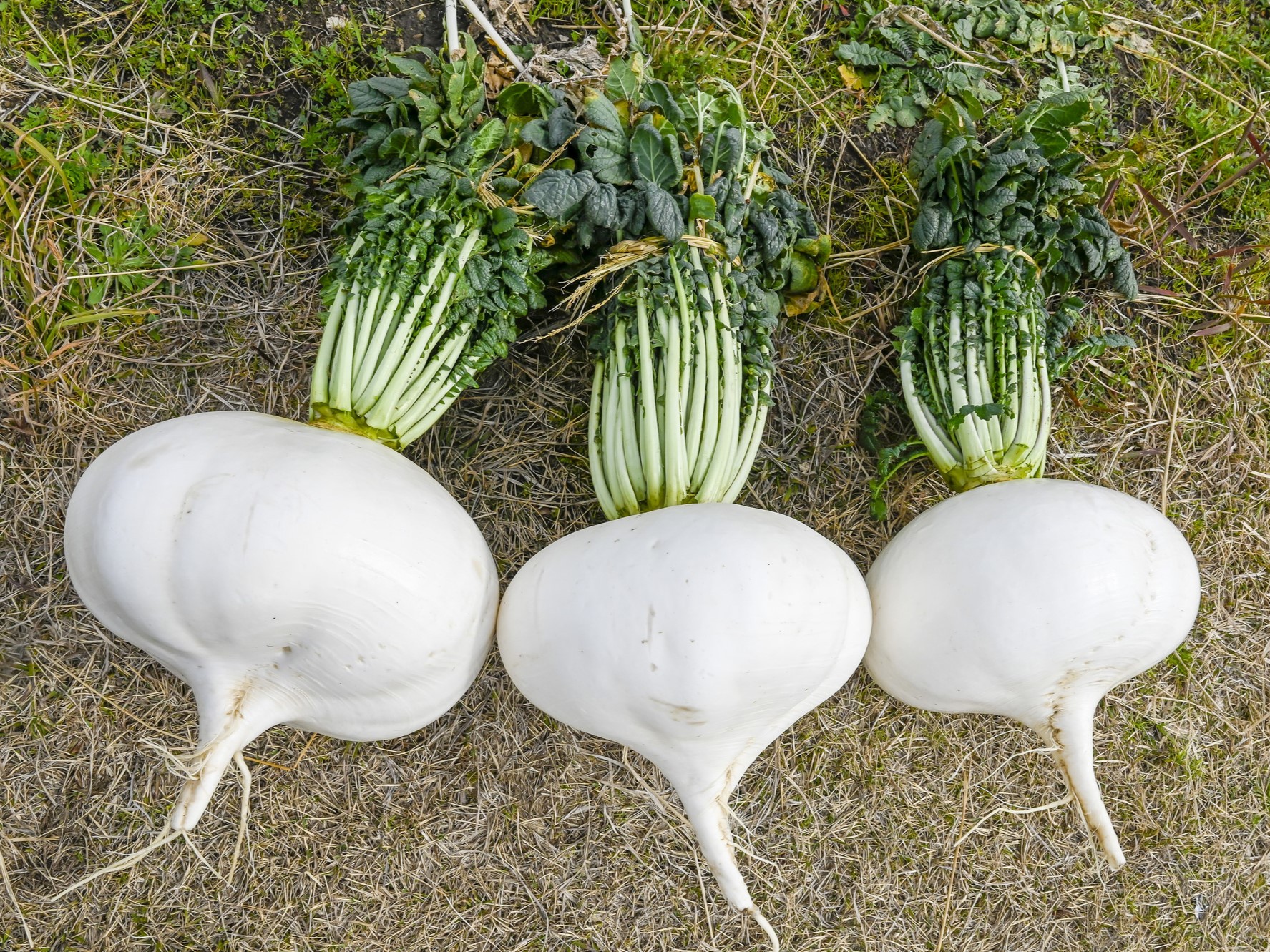 桜島大根ってどんな大根？ 旬や栽培方法、おいしく食べるレシピを解説【日本伝統野菜推進協会監修】