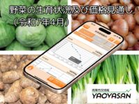野菜の高値傾向が徐々に解消されつつあります【青果市況情報アプリ「YAOYASAN」】